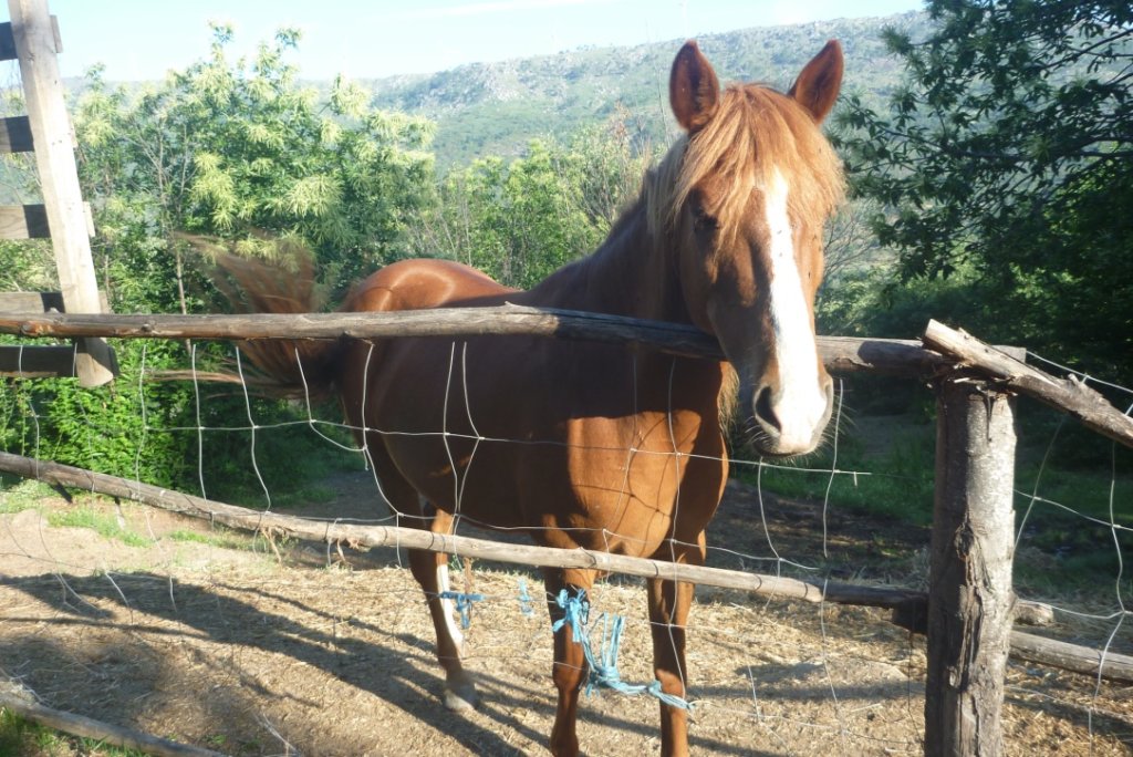 Koníci jsou mí noví spolubydlící