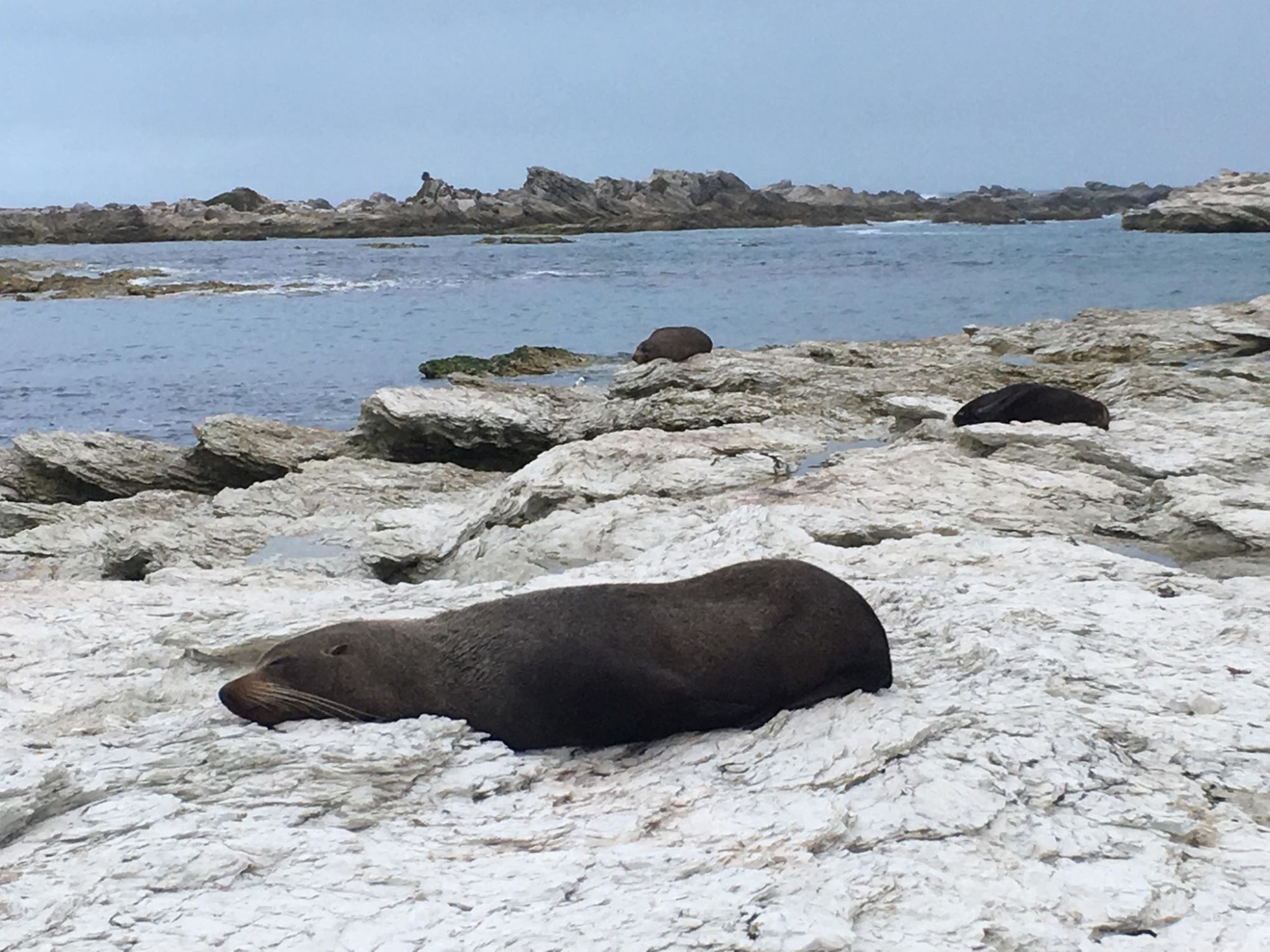 11 míst, kam se podívat na&nbsp;Novém Zélandu - Kaikoura